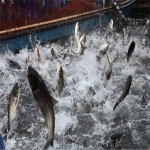 Enzyme fish protein hydrolysate powder organic fertilizer