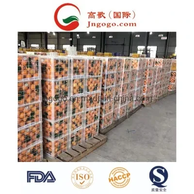 Exporting China Fresh Navel Orange Ponkan Orange Lukan Orange Citrus (S M L)
