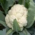 Import F1 hybrid  Heat-resistant White Cauliflower Seeds with tight flower from China