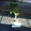 Farm direct sale wholesale nature ficus bonsai cheap