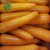 Import Fine Price carrot farm fresh farm price carrot from China
