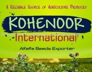 Fodder, Grass, Forage, Truff Seeds Exporter-KOHENOOR INTERNATIONAL