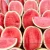 Import Fresh All Sweet Watermelon MOQ 10 from USA