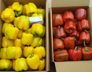Fresh Bell Peppers/Color Capsicum/Exotic Vegetables!