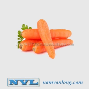 Fresh carrot with high quality and Best Price Crop 2021