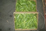 Fresh egyption okra
