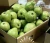 Import FRESH GUAVA BEST QUALITY EXPORT BY DONGXUAN AGRIMEX VIETNAM from Vietnam