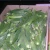 Import Fresh okra for sale from Egypt