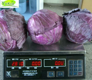 Fresh Purple Chinese Cabbage