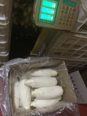 Fresh Radish Price