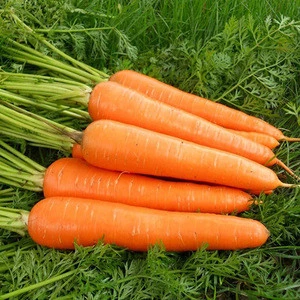 Fresh Raw Carrots Premium Quality