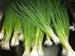 FRESH SCALLION