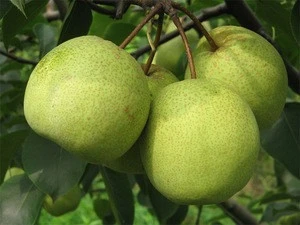 fresh su pear