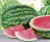 Import fresh watermelon and melon with reasonable price from Philippines