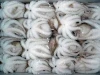 Frozen octopus Bulk Quantity High quality cheap rate Wholesale Dealer