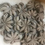 Frozen Octopus/ Frozen baby octopus/ whole sale clean octopus
