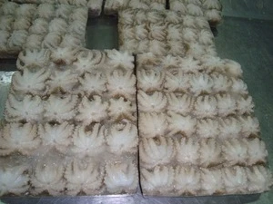 FROZEN WHOLE CLEAN BABY OCTOPUS FROM VIET NAM