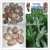 Import GAP China Taro, Colocasia Roots, Fresh Big Taro from China