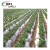 Import Garden Greenhouses Agricultural High Quality Plastic Mulch Film from China