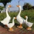 Import Garden lawn decoration Realism big white goose sculpture resin Animal Statue from China