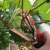Garden Plant Vine Tying Tapener Plant-Tying Fruit Tapetool Binding Strapping Stem Branche Hand Tying Device Pruning Tools