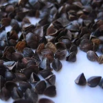 Good quality dry  sweet buckwheat hulls / buckwheat shells   for meditation pillows and bed pillows
