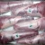 Import Halal Frozen Tenderloin Meat from Netherlands