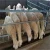 Import Halal Sheep Abattoir Machine for Slaughtering Equipment Deer Venison Slaughterhouse from China