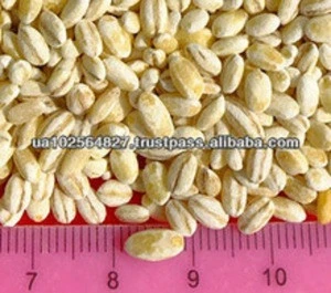 High Quality Barley for Animal Feed For Sale