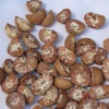 High Quality Betel Nut Dried Betel Nuts