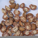 High Quality Betel Nut Dried Betel Nuts