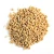 Import High quality flour grain gluten wheat from Ukraine