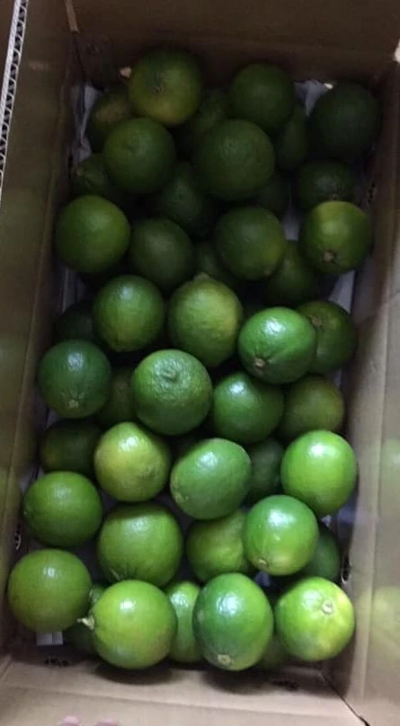 High Quality Fresh Citrus Fruit With Green And Color Used For Drinking From Viet Nam