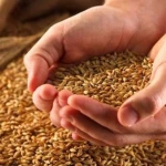 High Quality Grade Feed Barley Grains Good Price
