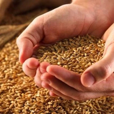 High Quality Grade Feed Barley Grains Good Price