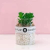 High quality simulation succulent plant combination potted stone moss green plant decoration plant crafts