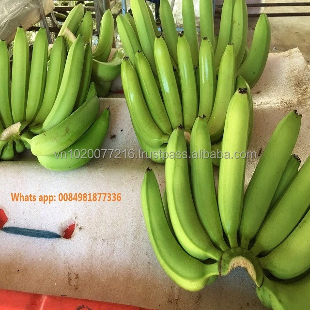 Hoang Kim fresh banana