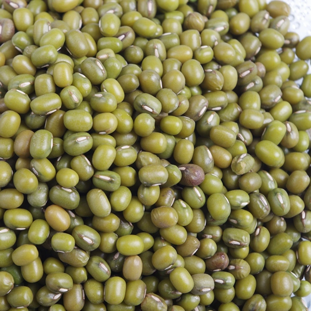 Hot sale green mung beans for sprouting