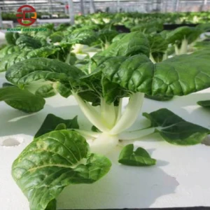 Hot Sale greenhouse floating plate hydroponic system for lettuce growing