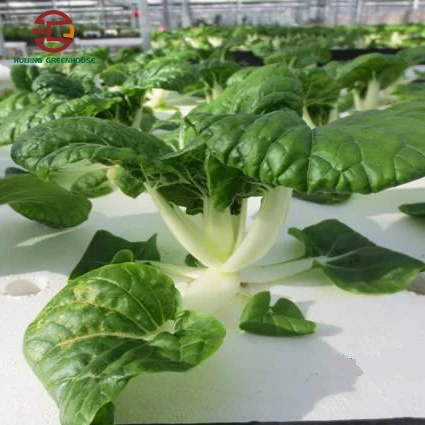 Hot Sale greenhouse floating plate hydroponic system for lettuce growing
