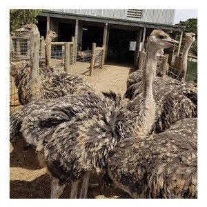 Hot Selling Ostrich chicks and fertile ostrich eggs/Parrots chick and Fertile Eggs ready now
