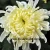 Import hote sell fresh cut chrysanthemum flower import ornamental plants single white chrysanthemum from China from China