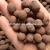 Import Hydroponic grow media expanded clay balls from China