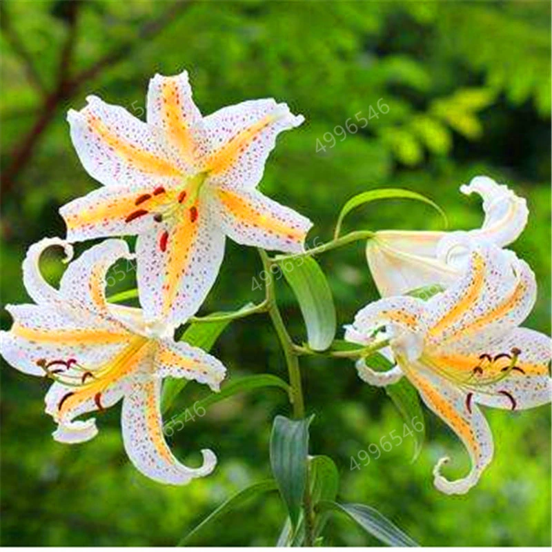 Imported Perfume Lily Seeds with Buds, Four Seasons Green Potted Flowers, Seeds, Indoor Balcony Flower Seedlings, Big Seeds