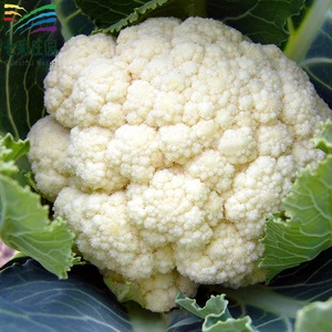 Imported Puree cauliflower in bulk