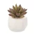 Import Indoor & Outdoor Decoration Artificial Succulent Potted Plant Faux Succulent Bonsai on Sale from China