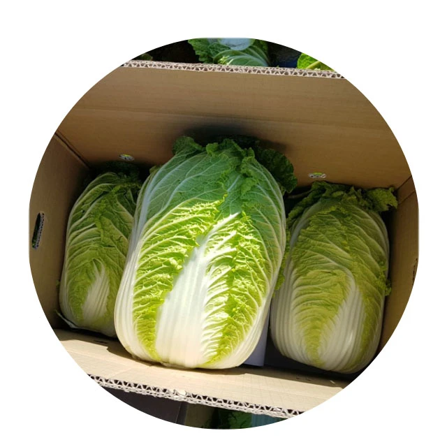 Korea Grown Vegetable Seowooha Cabbage for Kimchi Fresh Delicious High Fiber Naturally Sweet Healthy Veggies for family and Kid