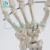 Import LANCET 2020Joint model Medical education plastic Hand model High quality Teaching Life size hand model from China