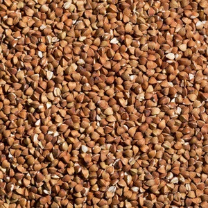 Level 1 AA grade Roasted Buckwheat