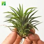 Low moq 2 inch width perennial natural air plant T.ionantha Druid